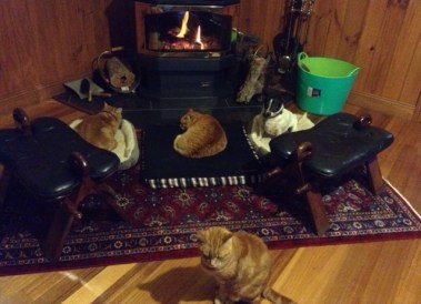 in front of the fire
