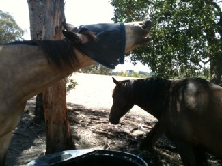 Whisky and Axl at the water trough